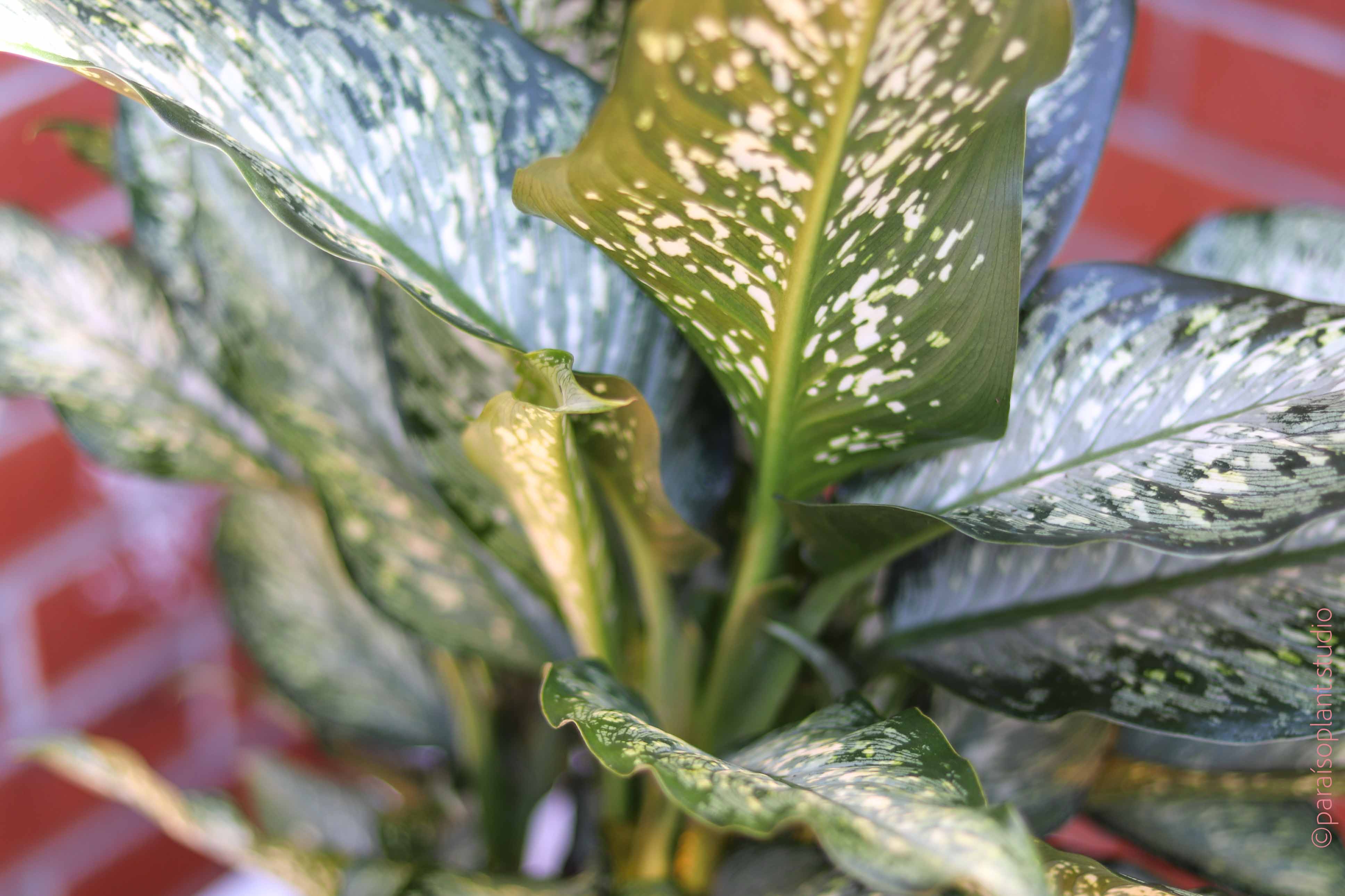 dieffenbachia croton 8in Dieffenbachia Tiki – Paraíso Plant Studio