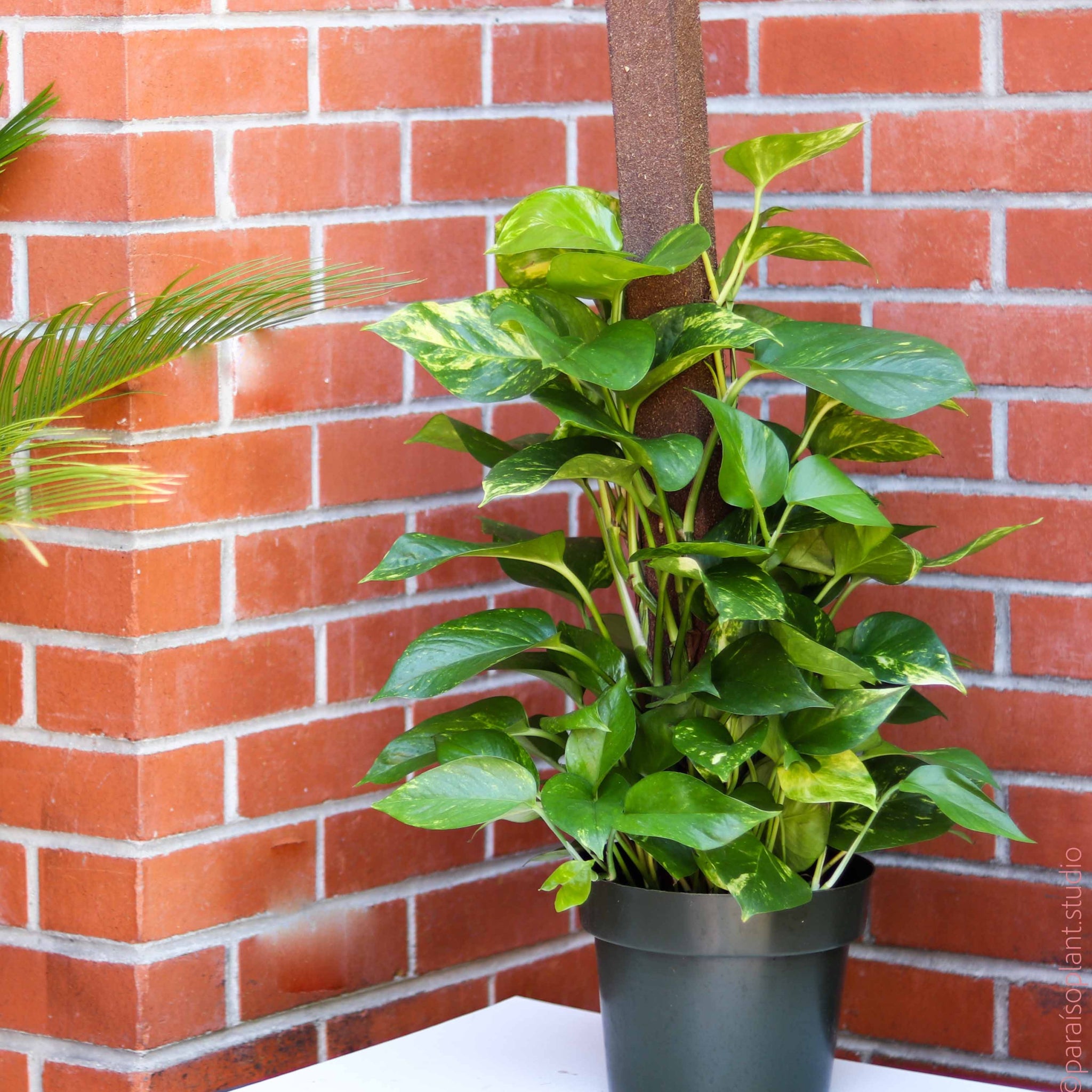 house plant golden pothos 8in Golden Pothos on a pole – Paraíso Plant Studio