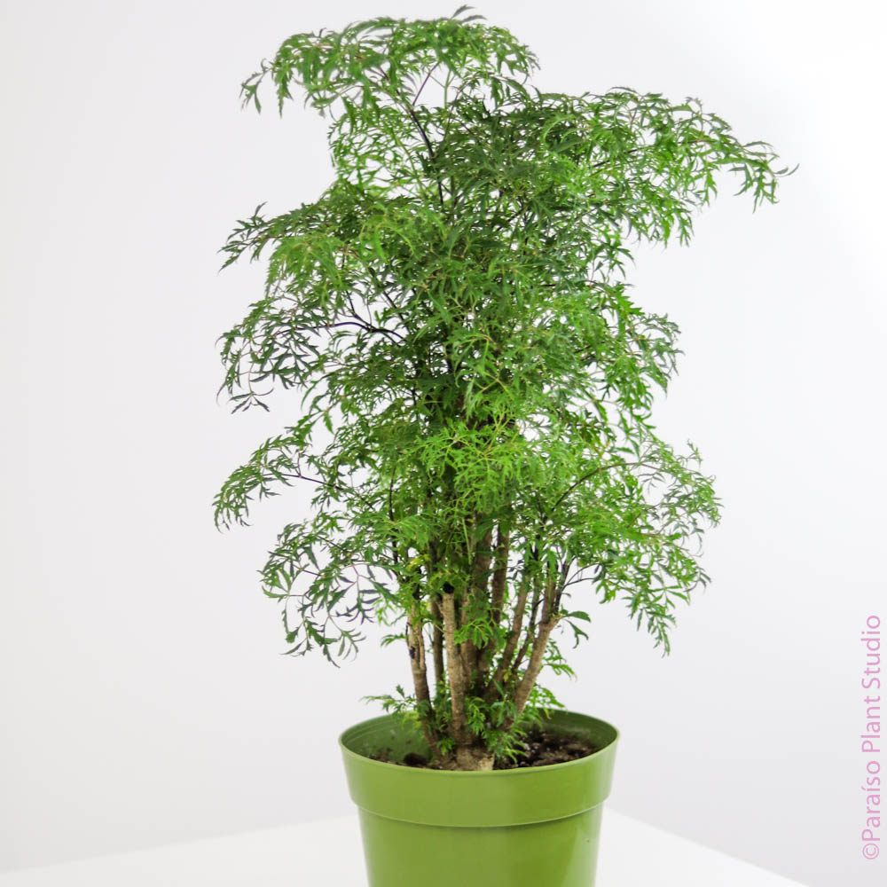 indoor ming aralia plant 6in Ming Aralia Stump