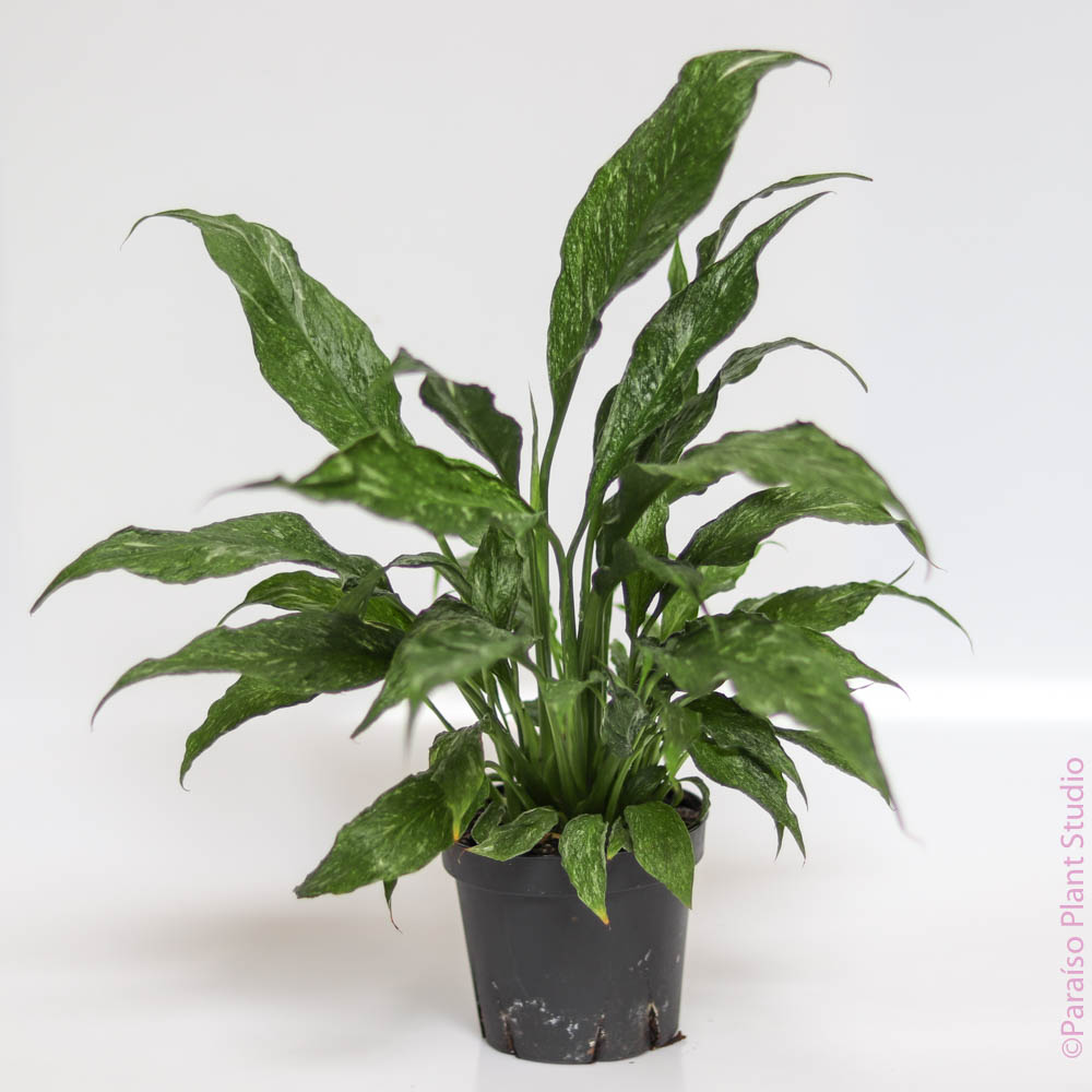 4in Variegated Peace Lily 'Domino'