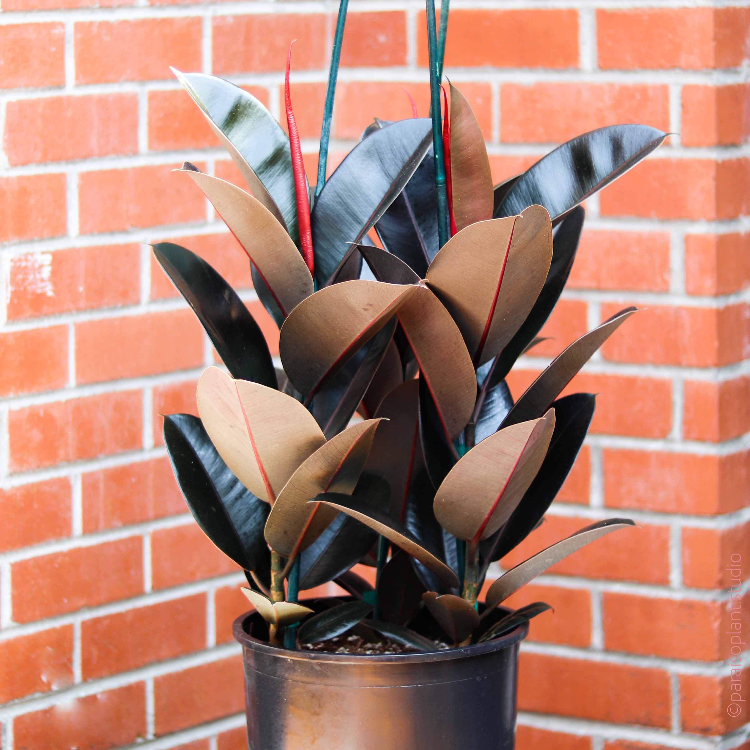 ficus rubber tree burgundy Ficus Elastica Burgundy Standard 10 Inch Pot