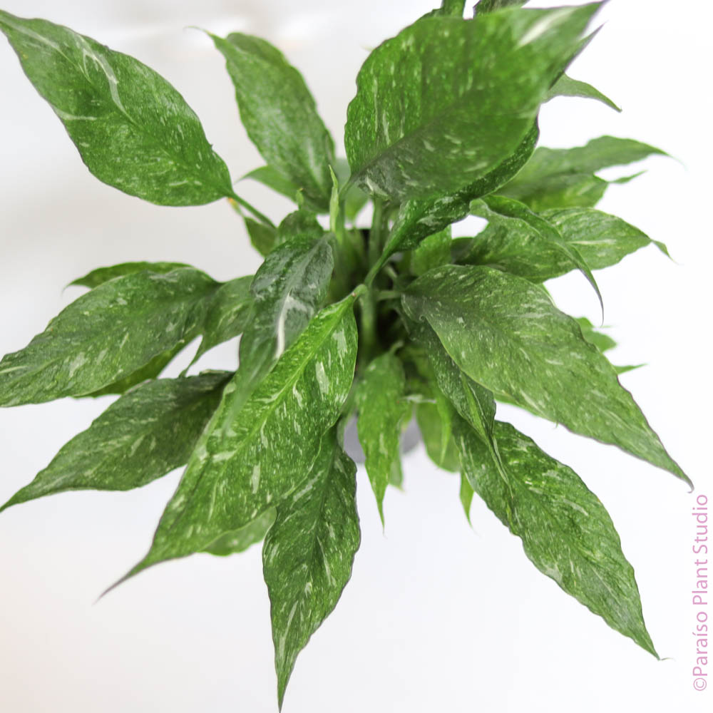 peace lily thin leaves Var. Peace Lily 'Domino'