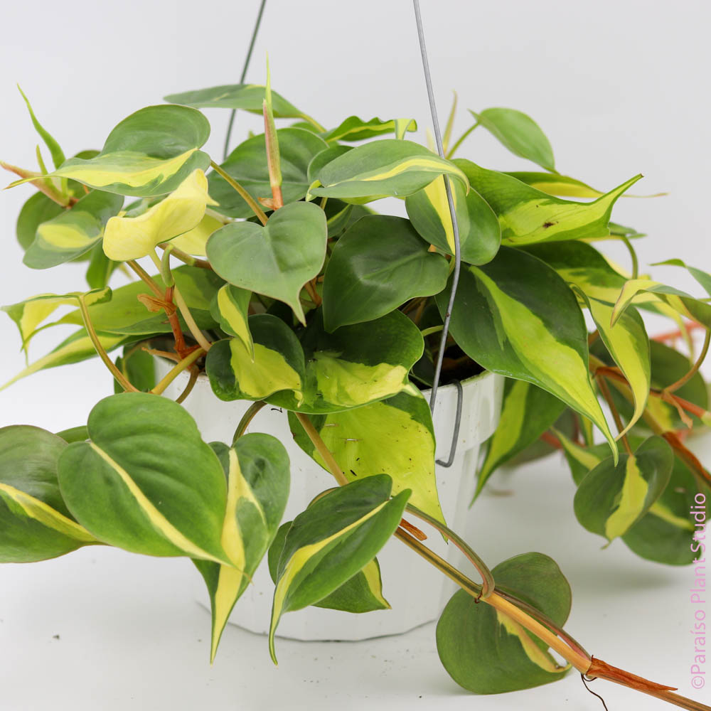 philodendron brasil pale leaves 6in Philodendron Brasil