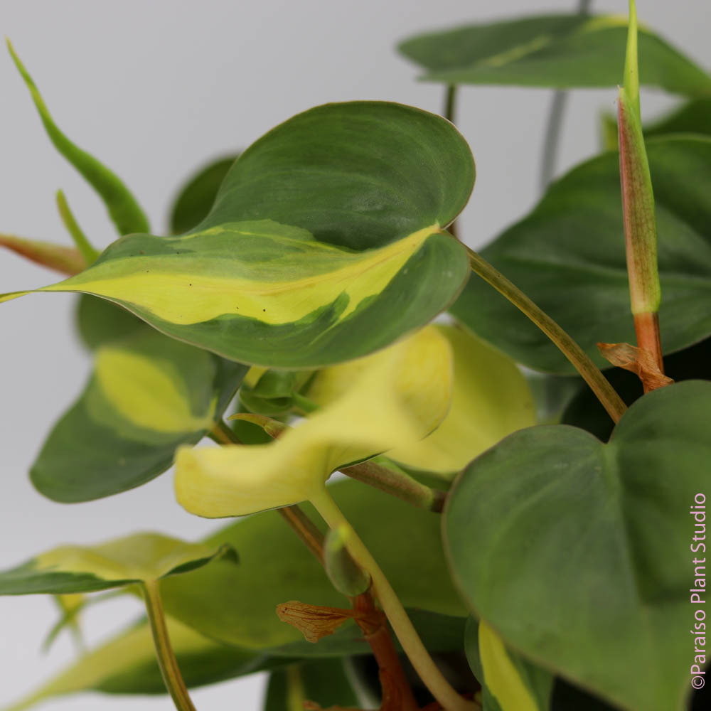 philodendron brasil toxic 6in Philodendron Brasil – Paraíso Plant Studio