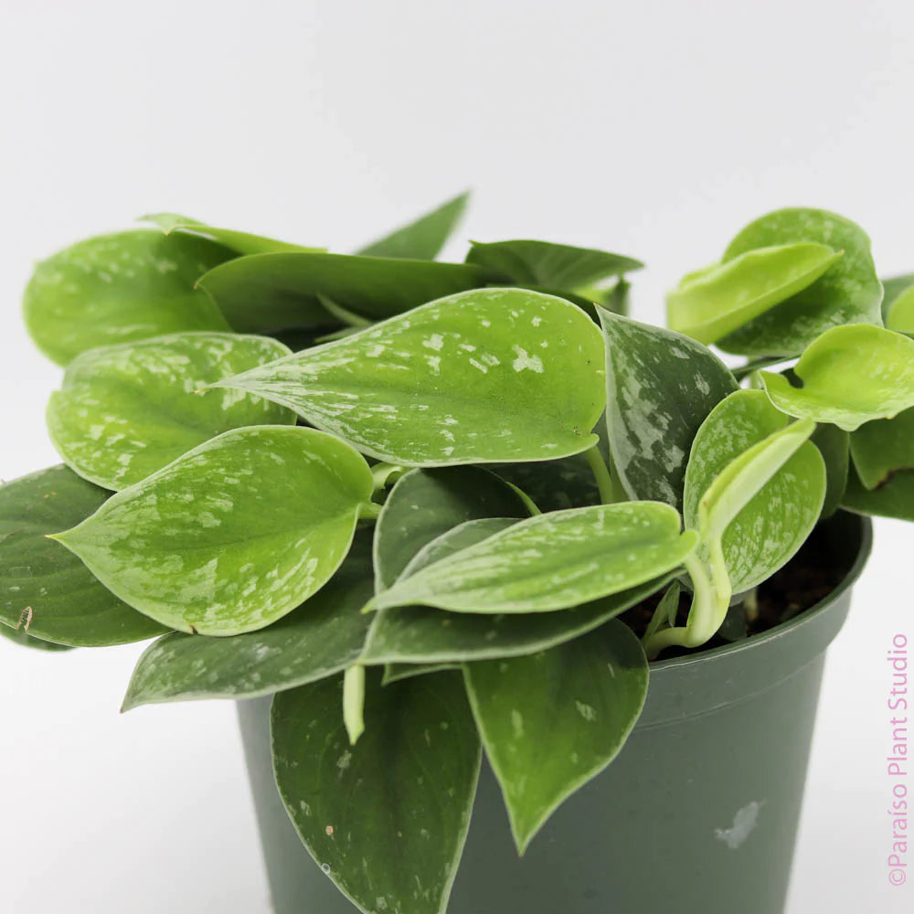 silvery anne pothos Pothos 'Satin' 6" Pot / Nursery Pot