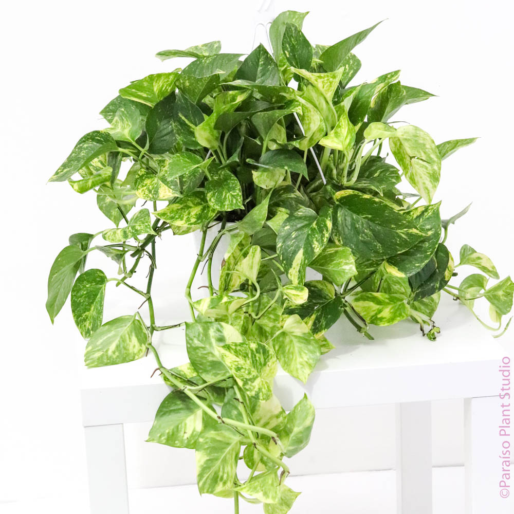 pothos brassii 8in-10in Golden Pothos – Paraíso Plant Studio
