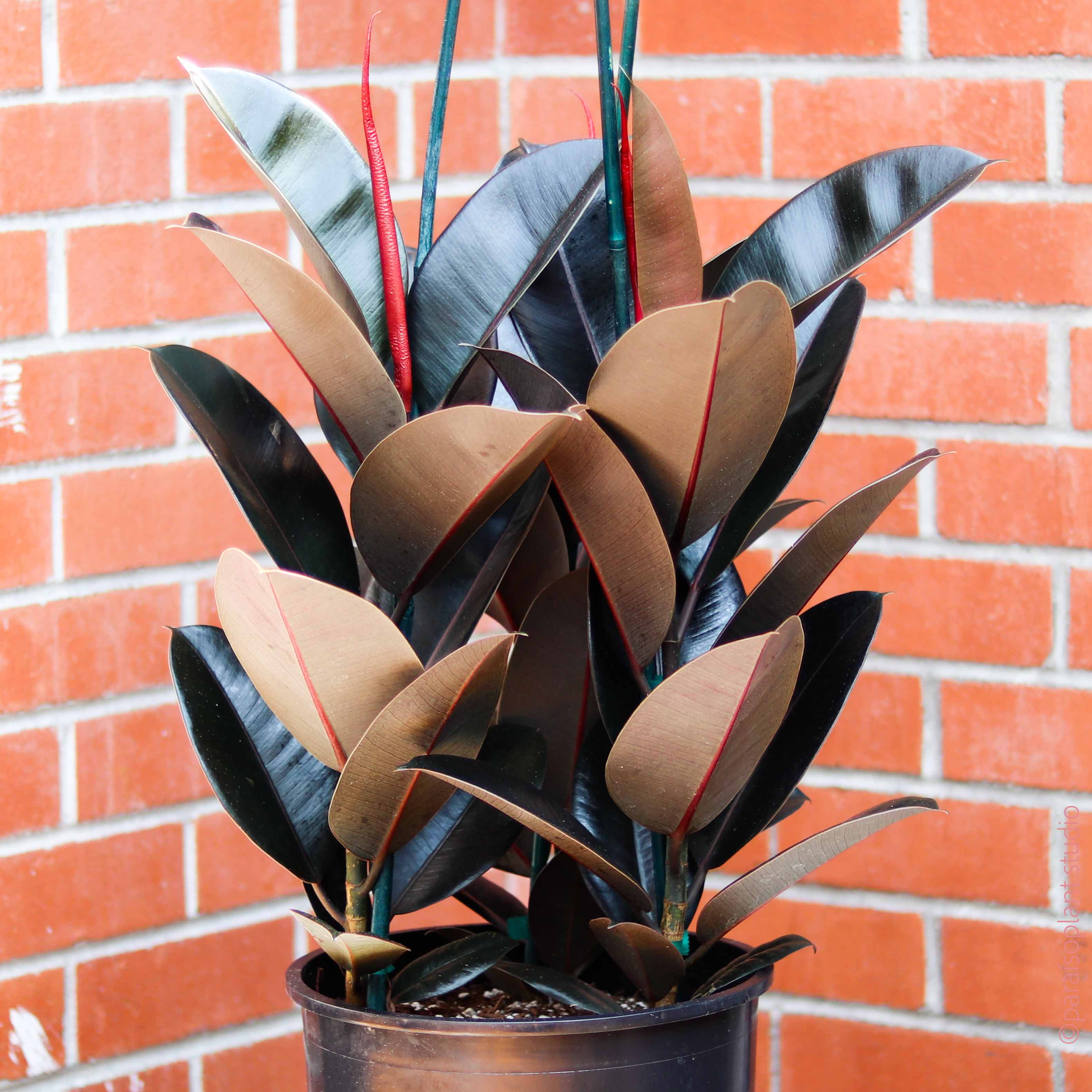 burgundy rubber tree plant Ficus Elastica Burgundy Standard 10 Inch Pot