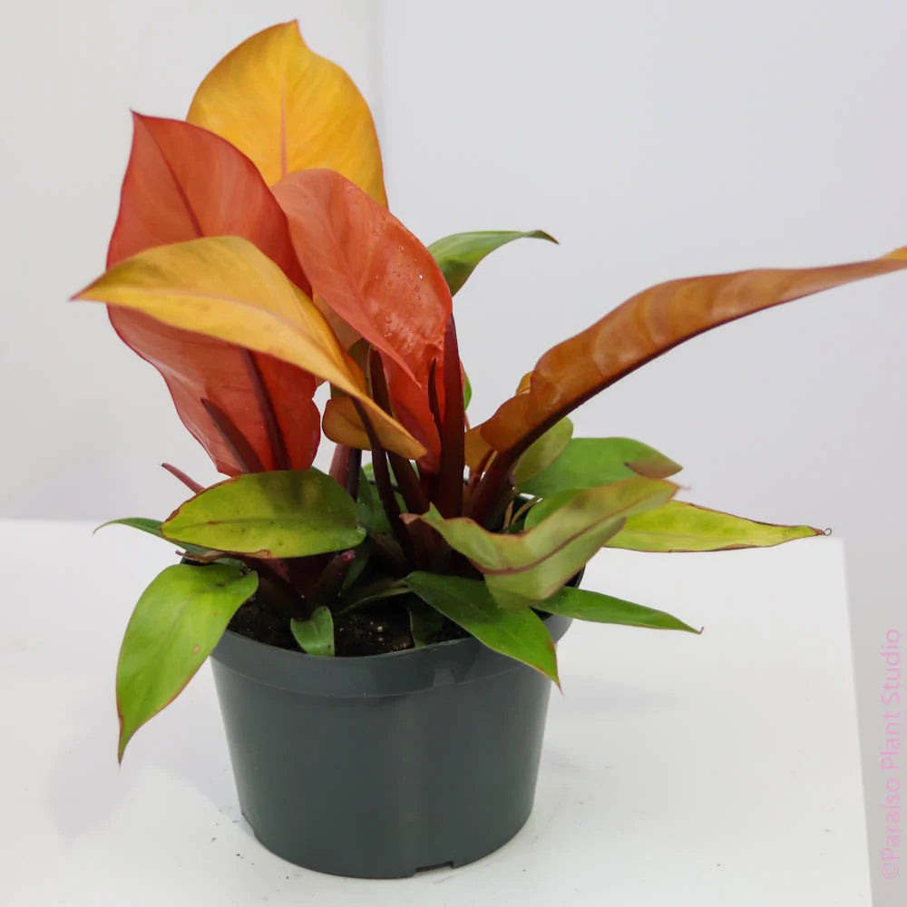 philodendron prince of orange toxic 8in-10in Philodendron 'Prince of Orange' – Paraíso Plant Studio