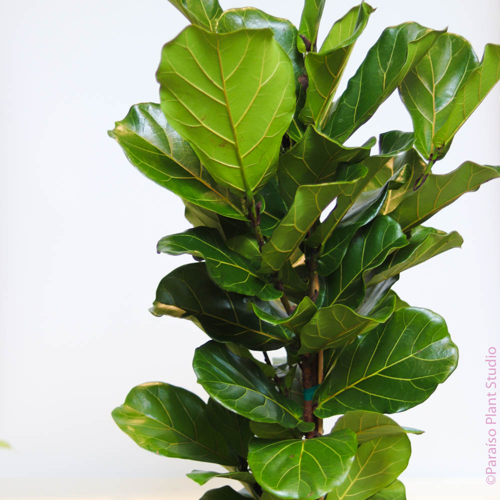 fiddle leaf fig braided trunk 10in Ficus Lyrata "Fiddle Leaf Fig" Braided