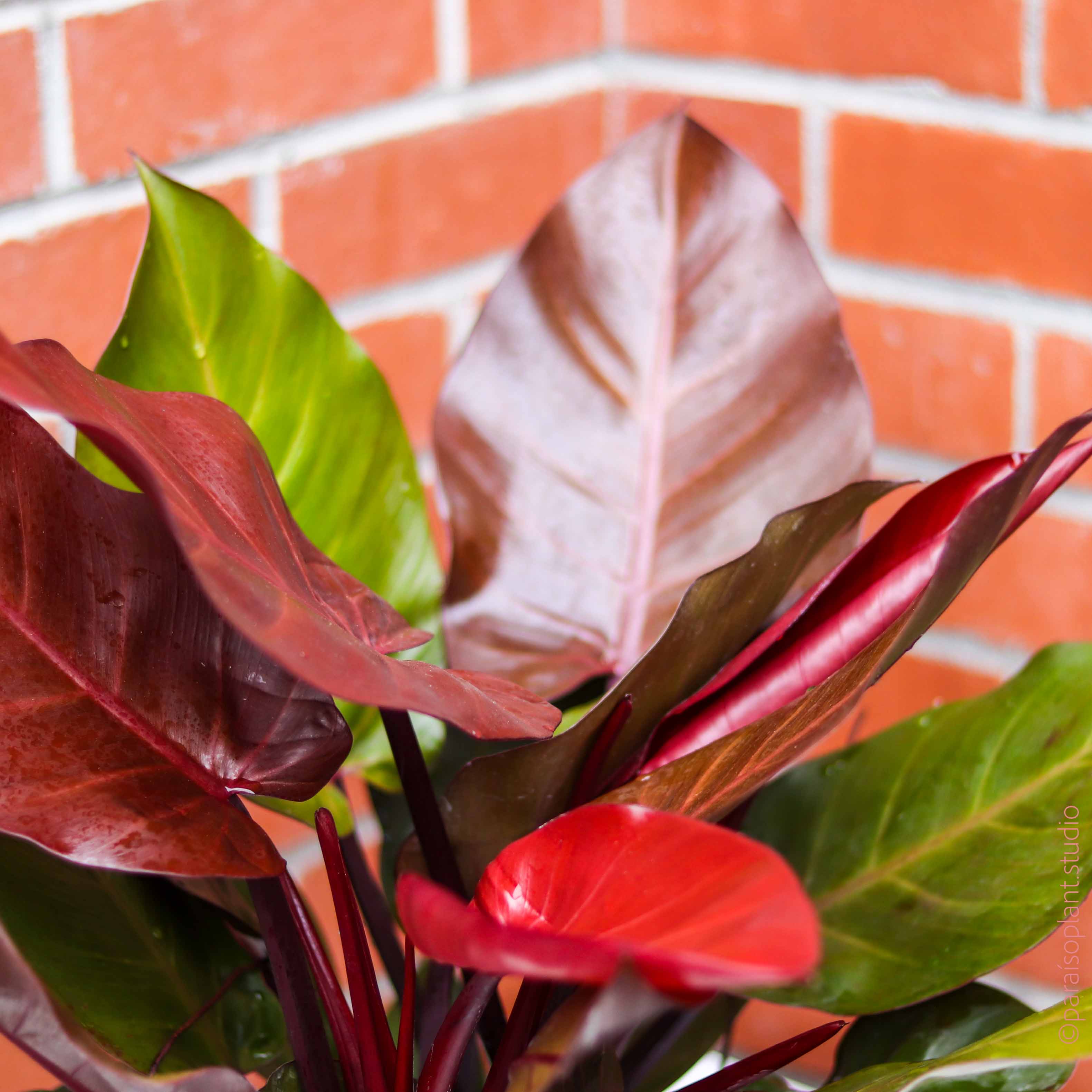 mccolley philodendron 8in Philodendron Mccolley's Finale – Paraíso Plant Studio