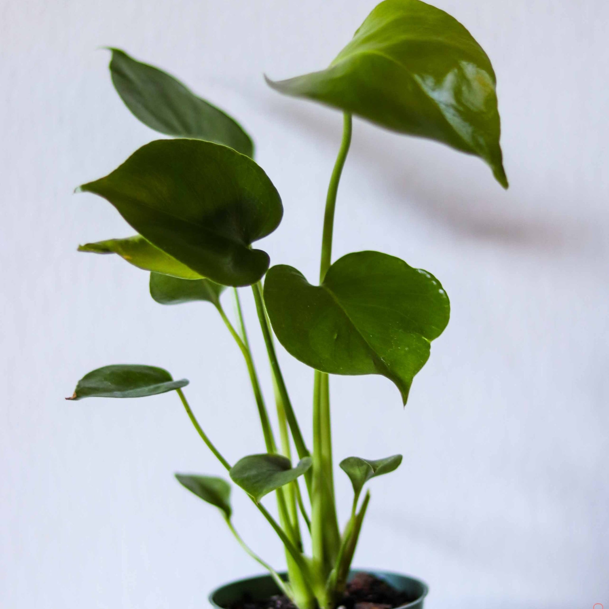 Monstera  Paraso Plant Studio
