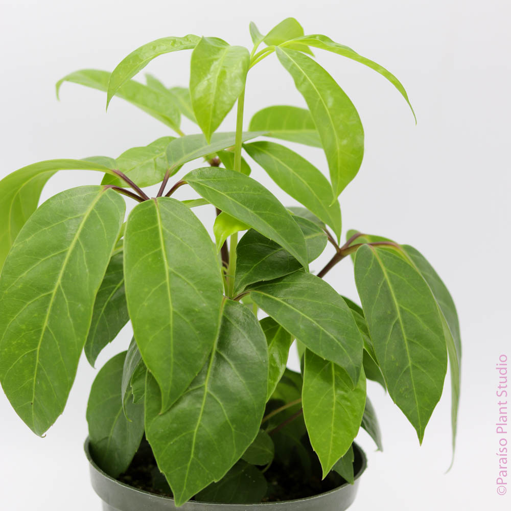 alpine indoor plant 6in-10in Schefflera Alpine