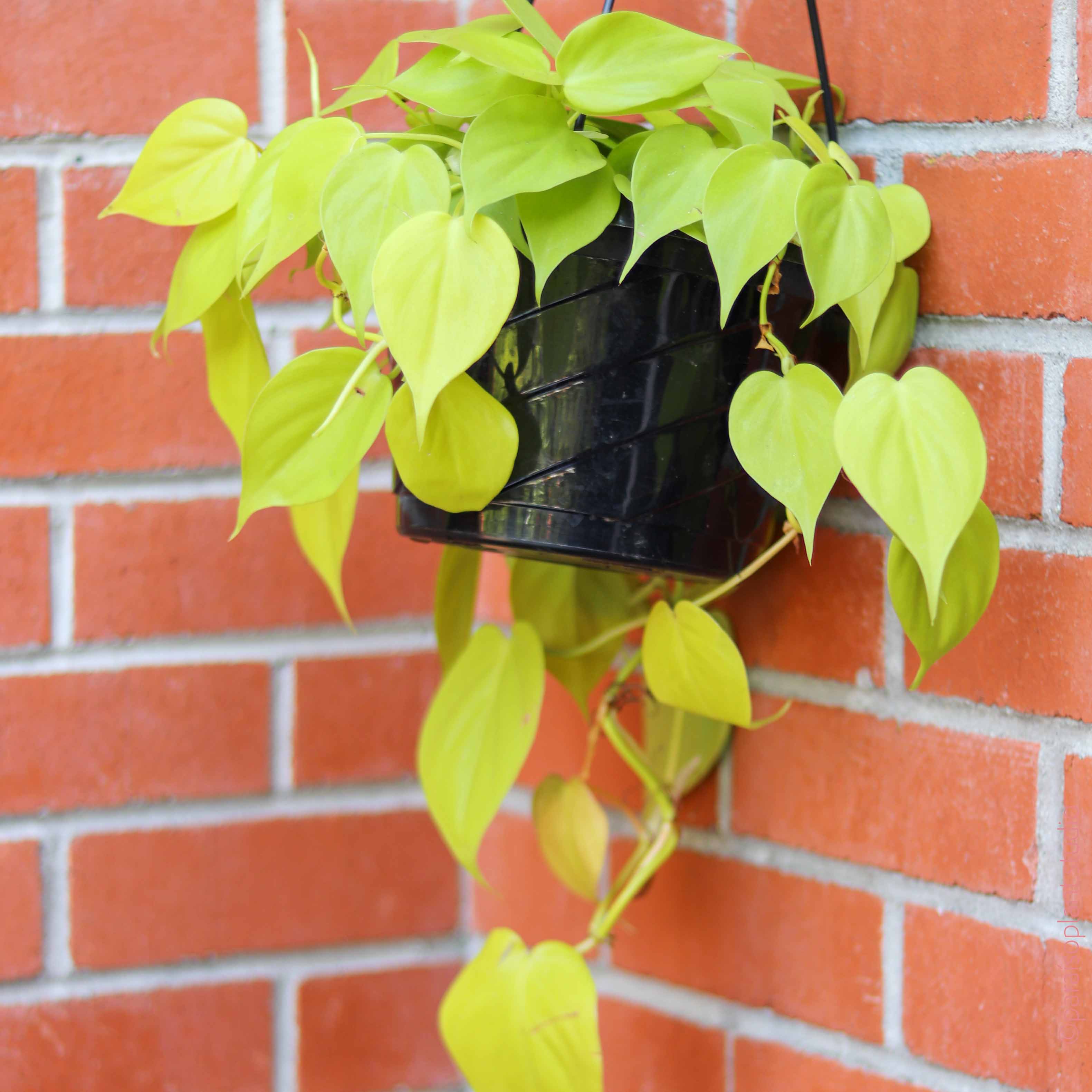 hanging philodendron cordatum neon care 8in Philodendron Cordatum Neon – Paraíso Plant Studio