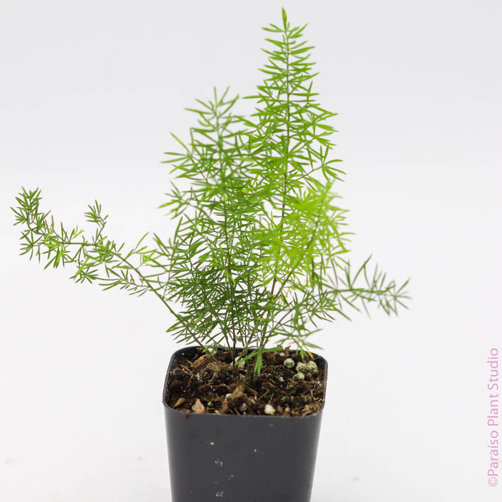 asparagus fern potted plant 2in Asparagus Fern Assorted – Paraíso Plant Studio