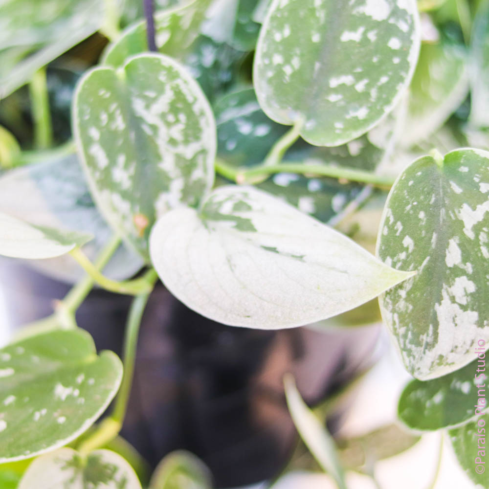mixed pothos 8in Scindapsus 'Satin Pothos' Mixed pot – Paraíso Plant Studio