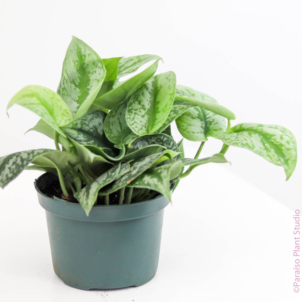 pothos silver splash Silver Splash Pothos, Scindapsus Pictus ‘Exotica’