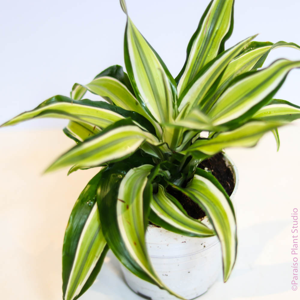 dracaena malaika 4in Dracaena Malaika