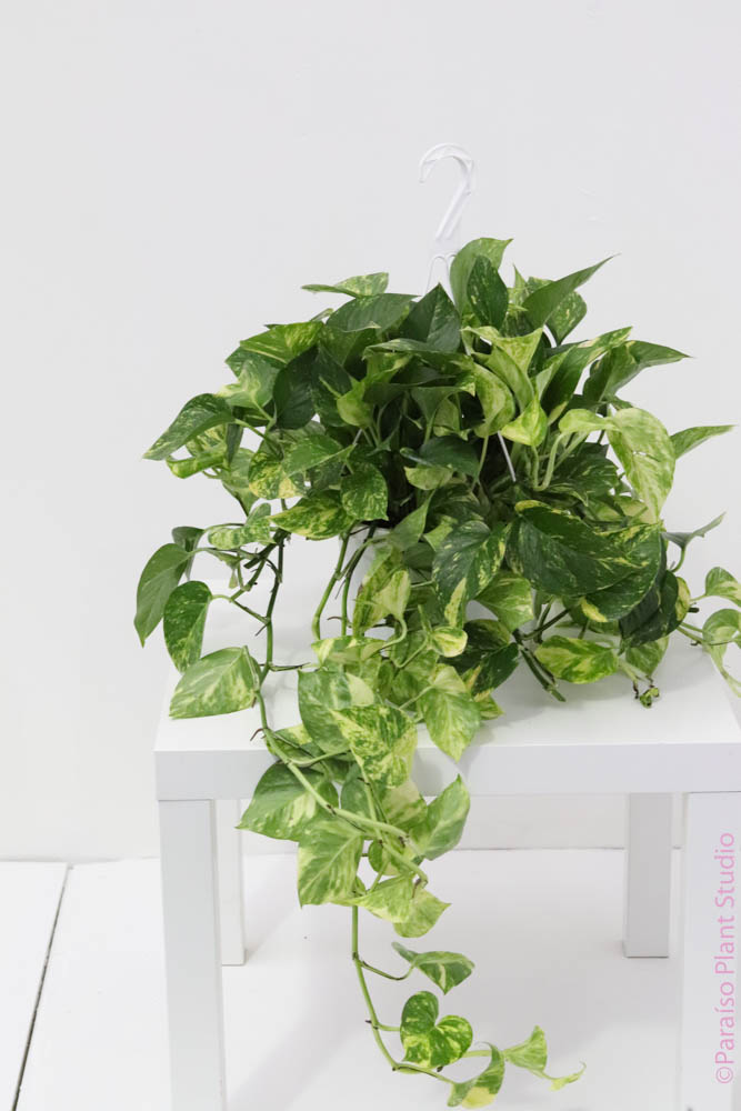 legacies pothos 8in-10in Golden Pothos