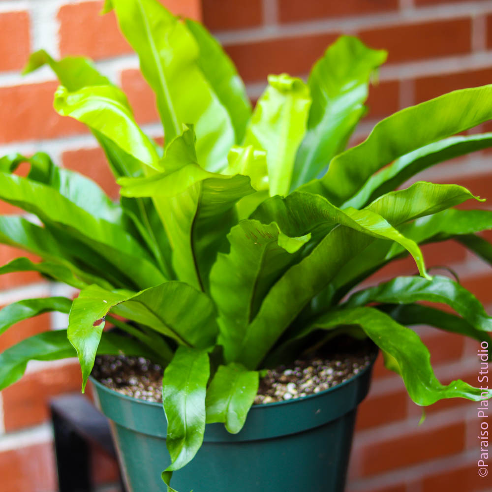 birds nest fern house plant 8in 'Bird's Nest Fern' Asplenium Nidus