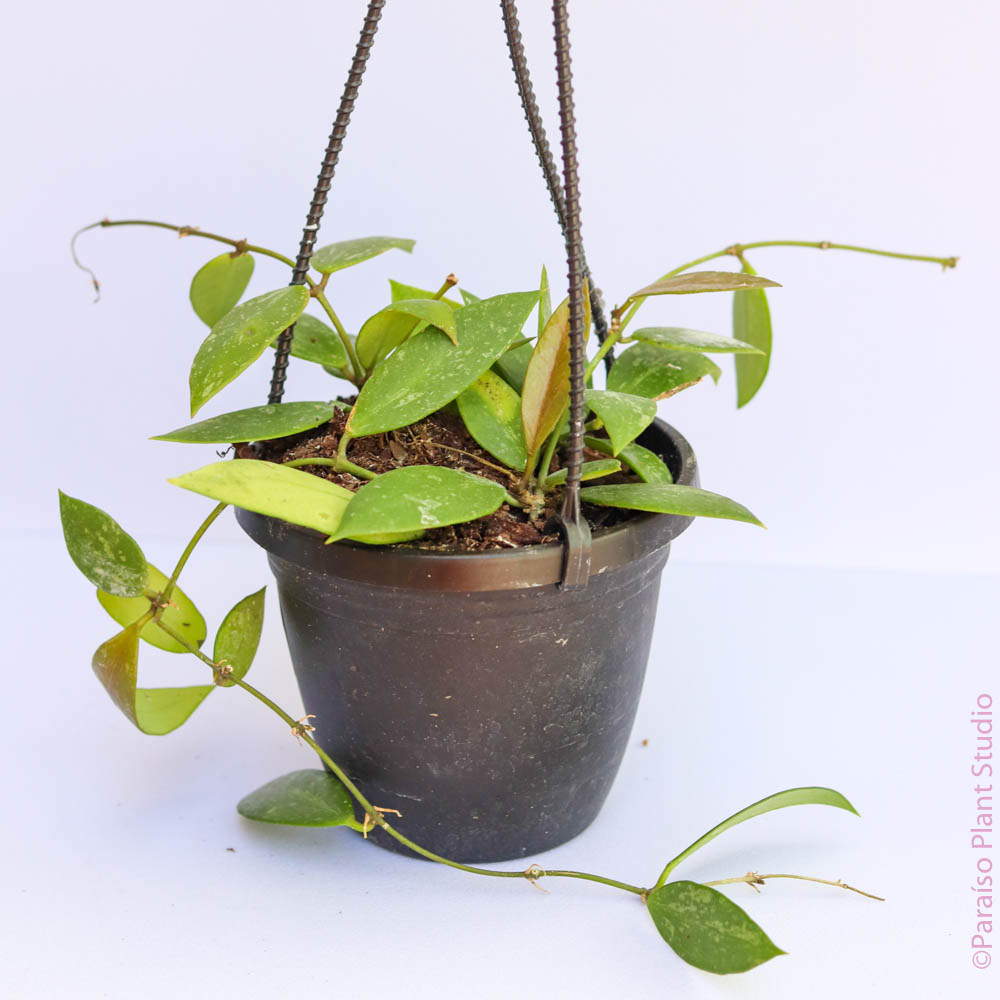 hoya plant hanging basket 4in Hoya Gracilis
