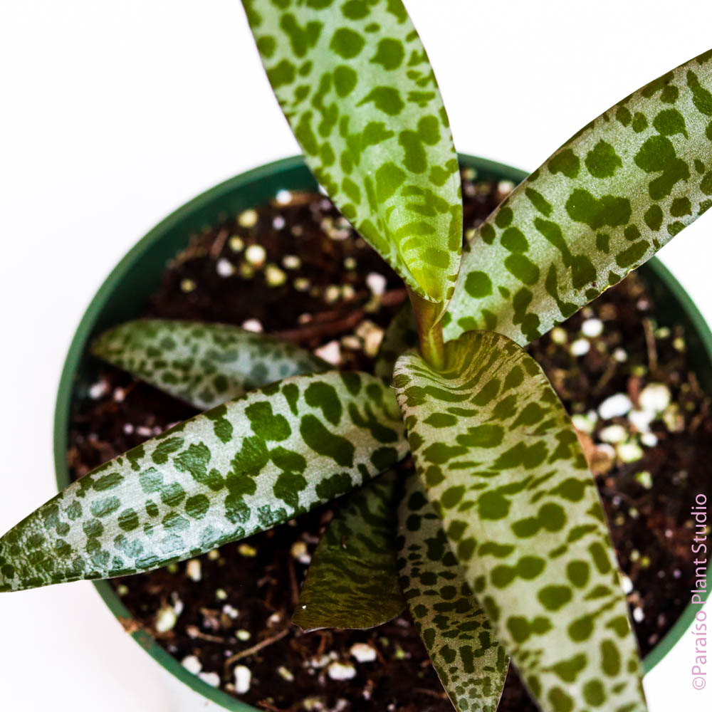 leopard plant succulent Leopard Lilly' Ledebouria Silver Squill – Paraíso Plant Studio