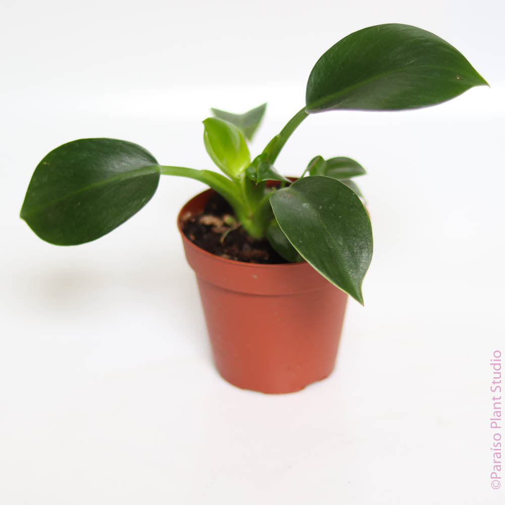 apple philodendron 4in Philodendron Congo Apple