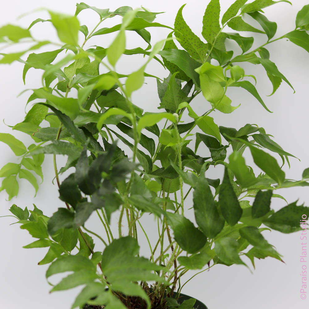 japanese holly fern indoor plant 6in Cyrtomium falcatum 'Japanese Holly Fern'