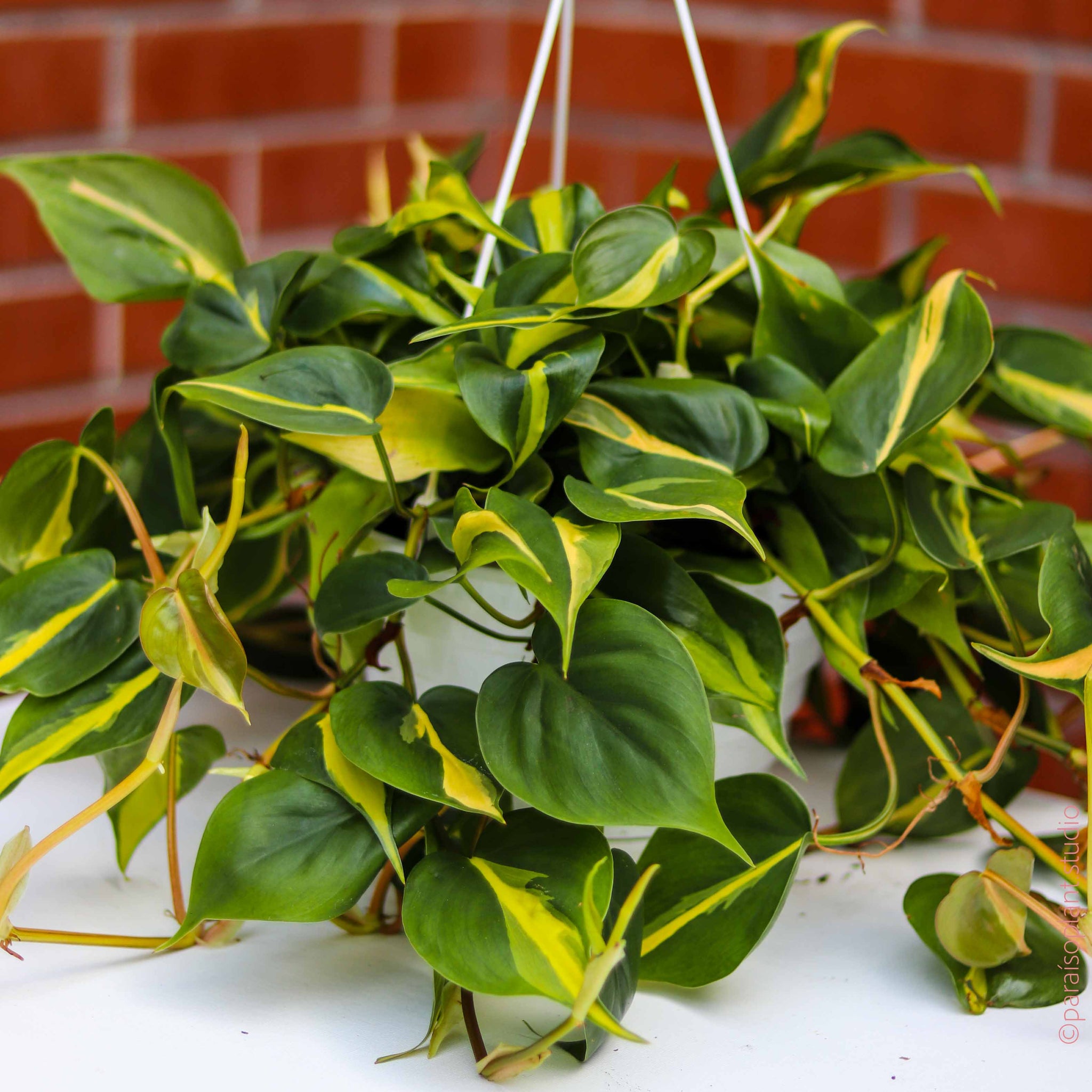 8in-10in Philodendron Brasil – Paraíso Plant Studio