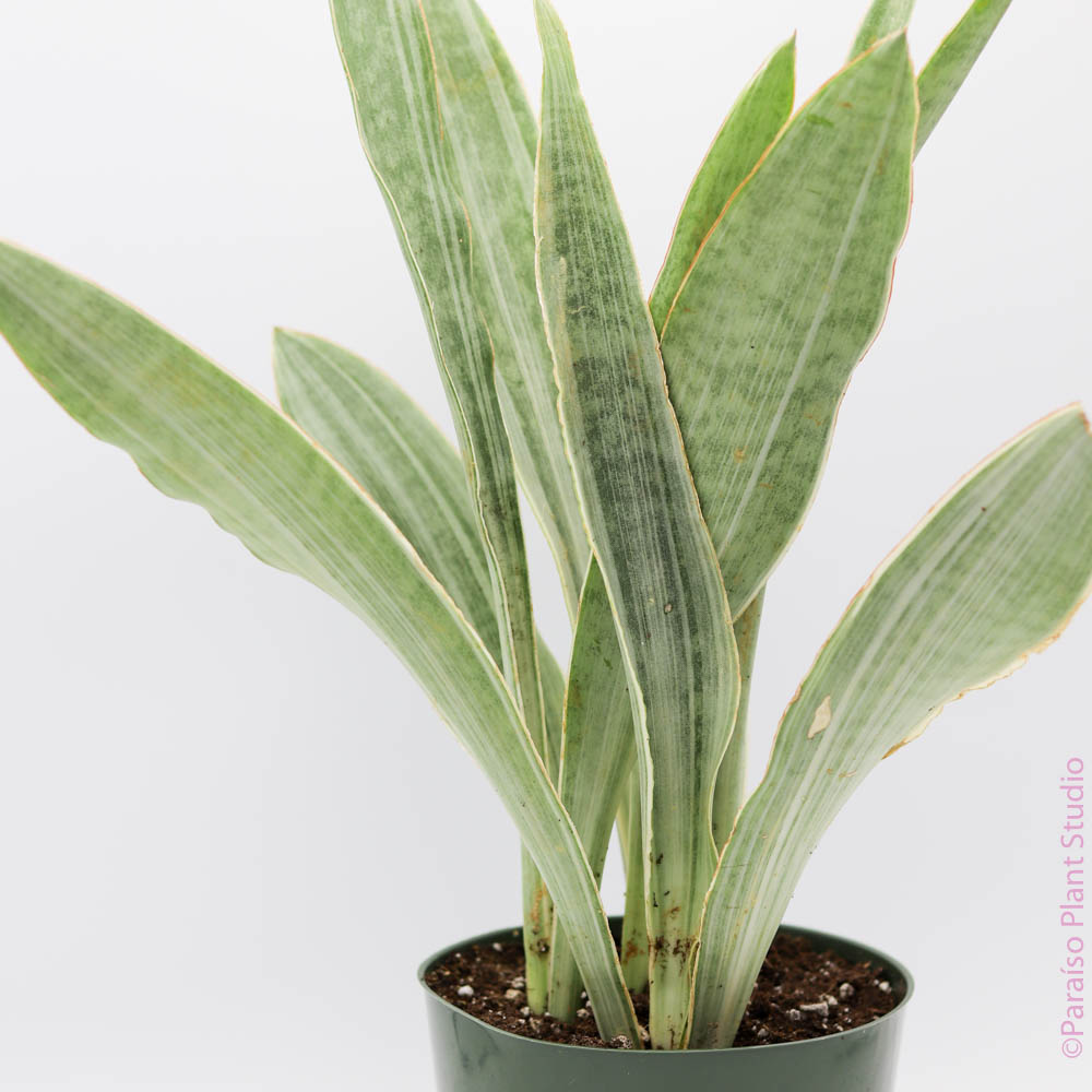 siam silver snake plant 6in-10in Sansevieria Sayuri – Paraíso Plant Studio