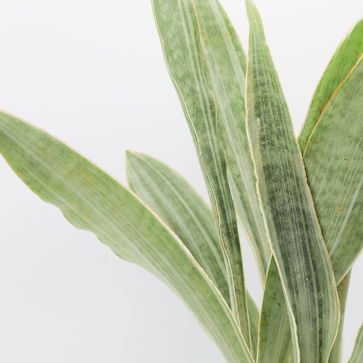 sayuri snake plant 6in-10in Sansevieria Sayuri – Paraíso Plant Studio