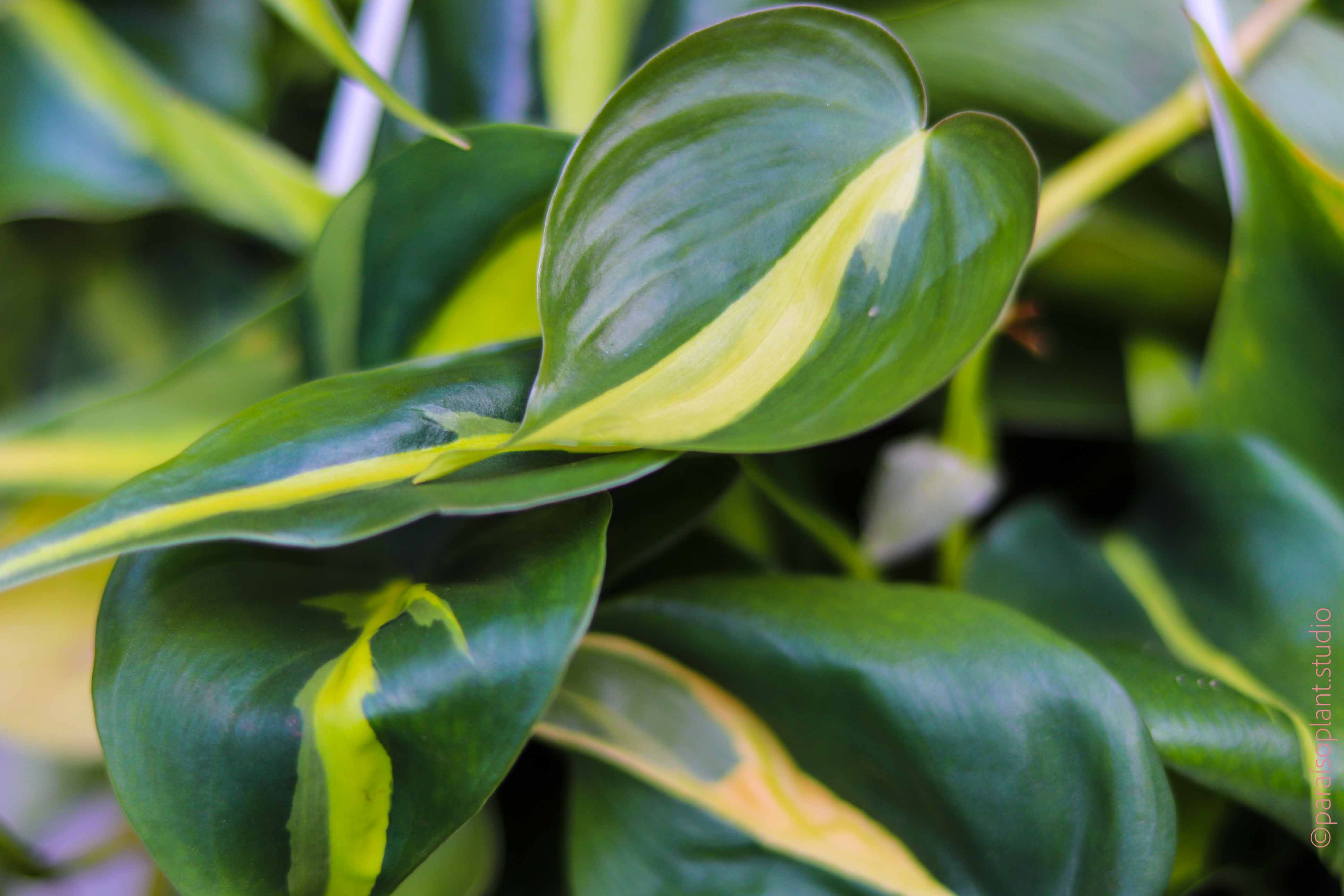 philodendron brasil rare 8in-10in Philodendron Brasil – Paraíso Plant Studio