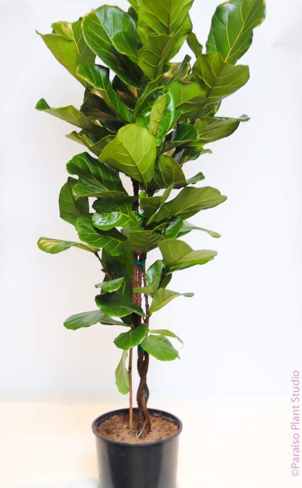fiddle leaf fig braided trunk 10in Ficus Lyrata "Fiddle Leaf Fig" Braided