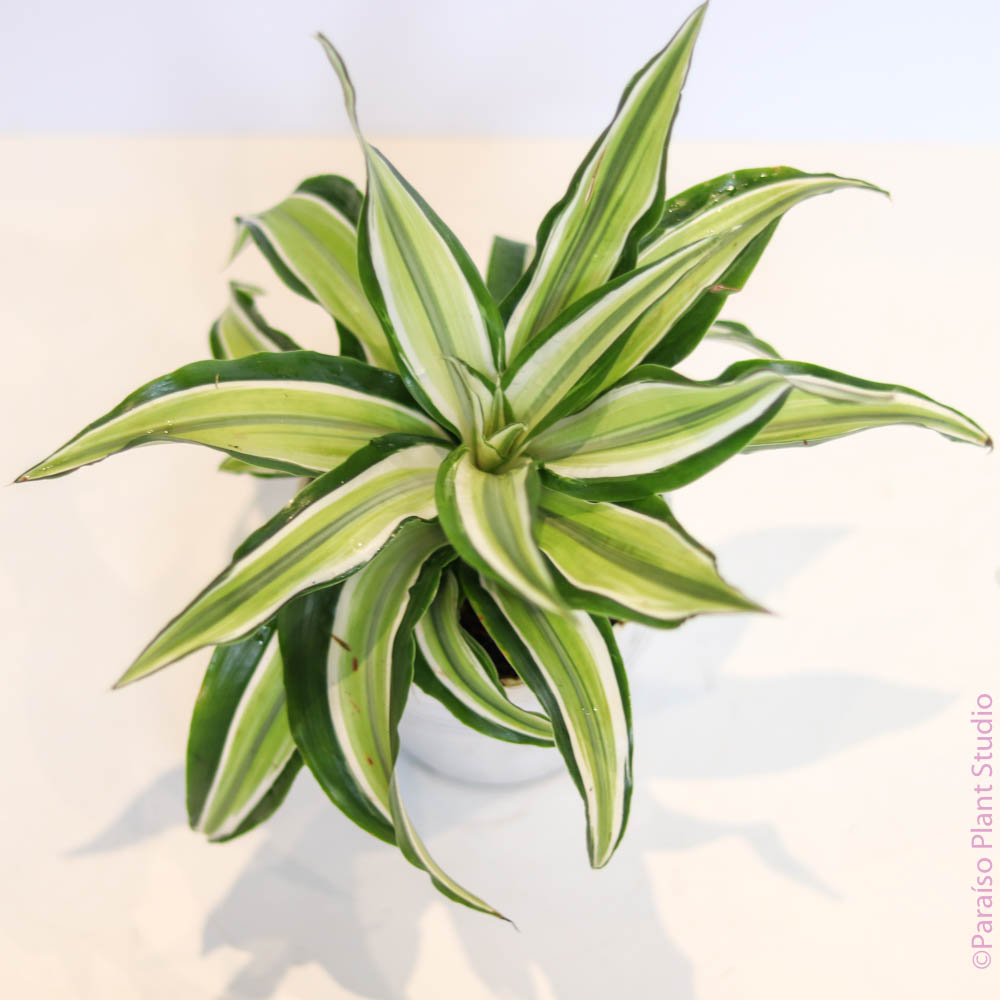 dracaena fragrans malaika 4in Dracaena Malaika
