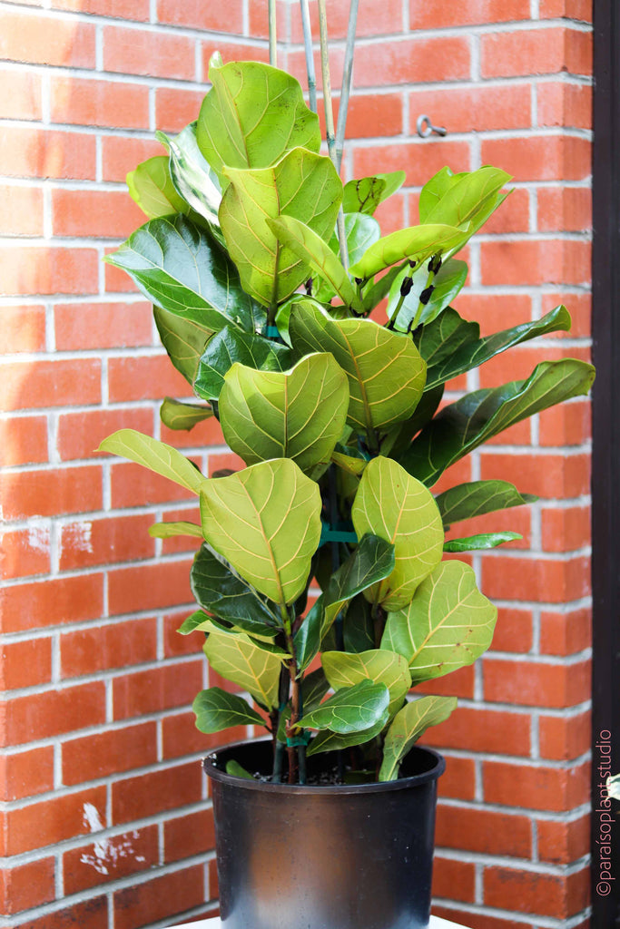 12in Ficus Lyrata "Fiddle Leaf Fig" Column