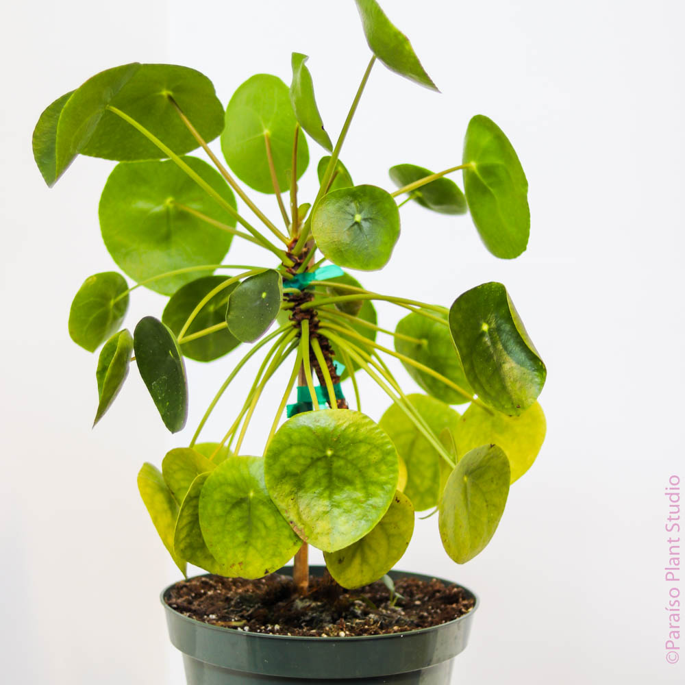 where can i buy a money plant near me 10in Pilea Pepermoides 'Money Plant'