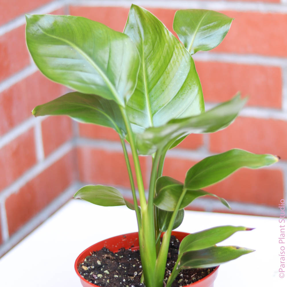 philodendron bird of paradise 4in-8in Bird of Paradise – Paraíso Plant Studio