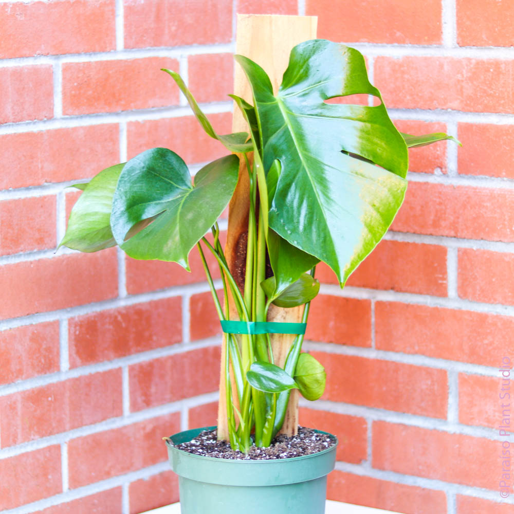 monstera deliciosa bay area 8in Monstera Deliciosa on Wooden Slab
