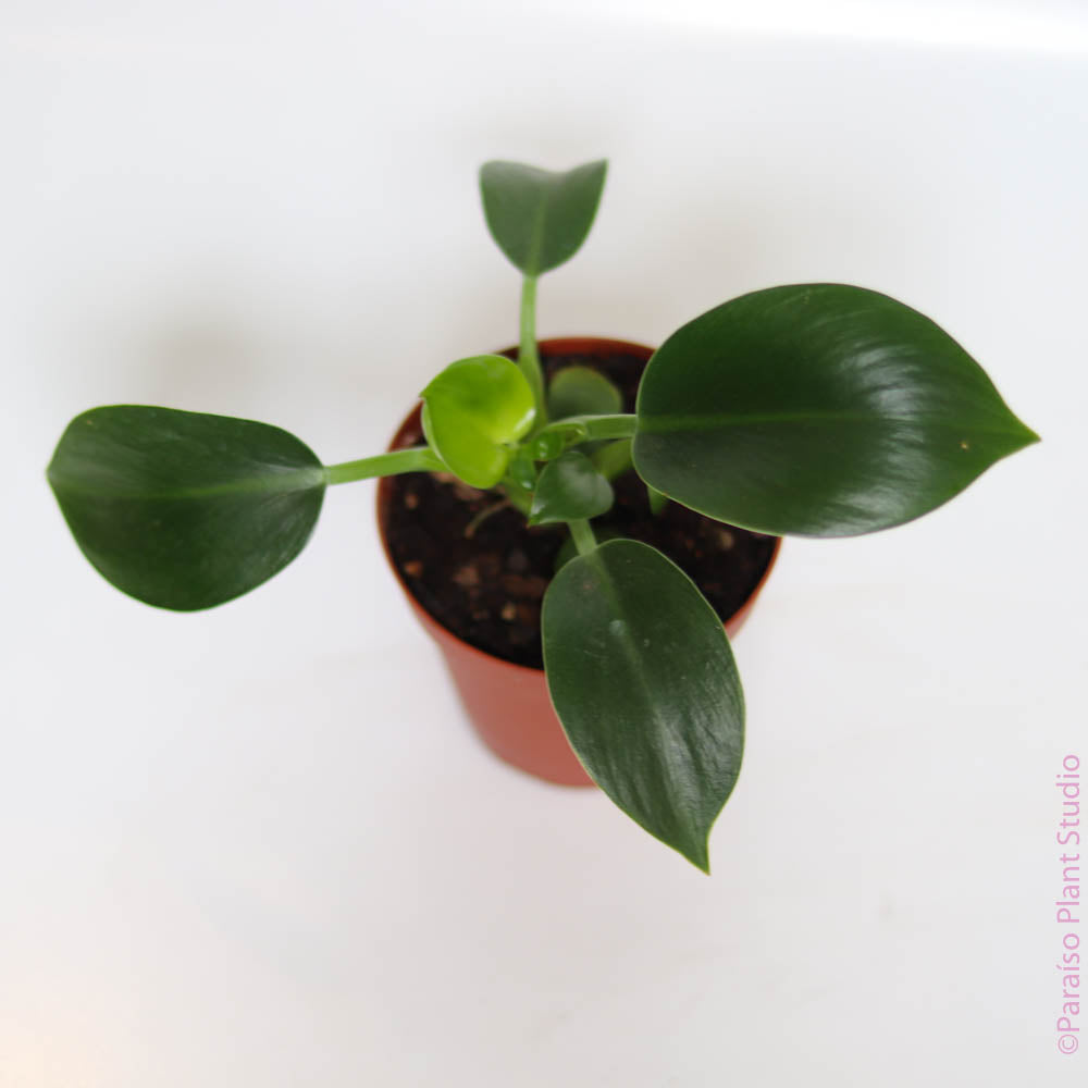 philodendron apple 4in Philodendron Congo Apple