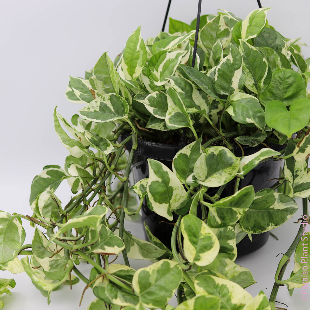 njoy pothos price 8in-10in Pothos NJoy