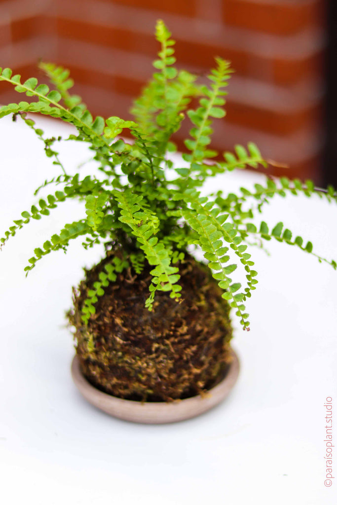 Mini Kokedama Assorted