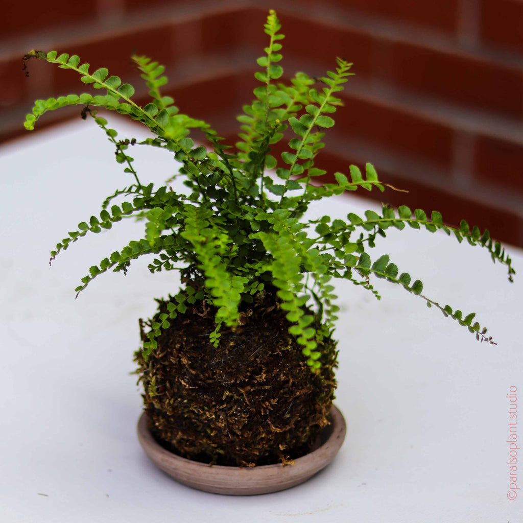 Mini Kokedama Assorted