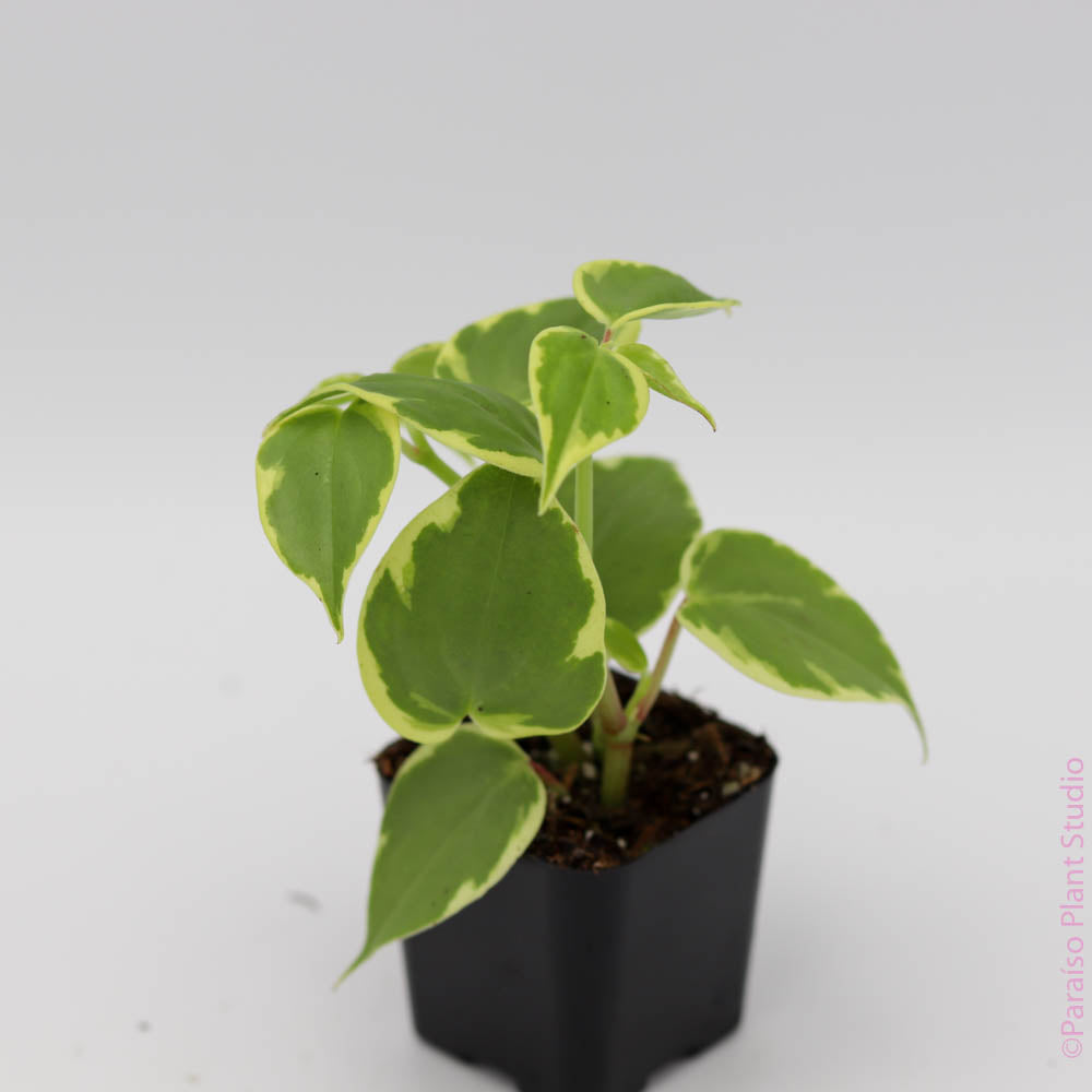 2in Peperomia Cupid