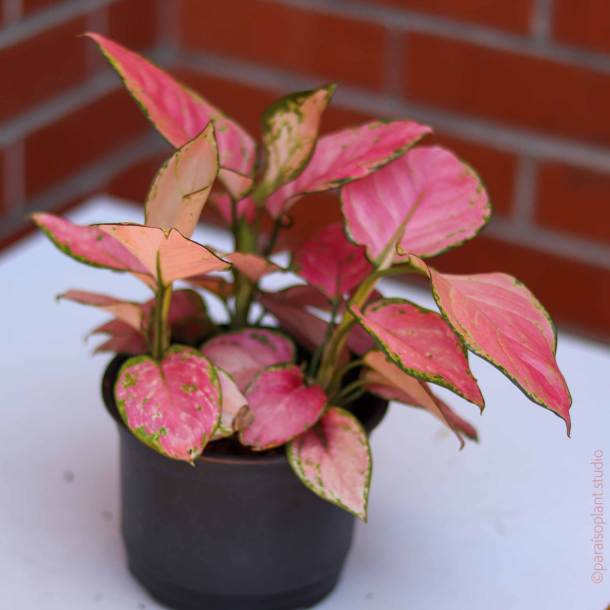aglaonema plant pink 4in-8in Aglaonema Pink Hybrid – Paraíso Plant Studio
