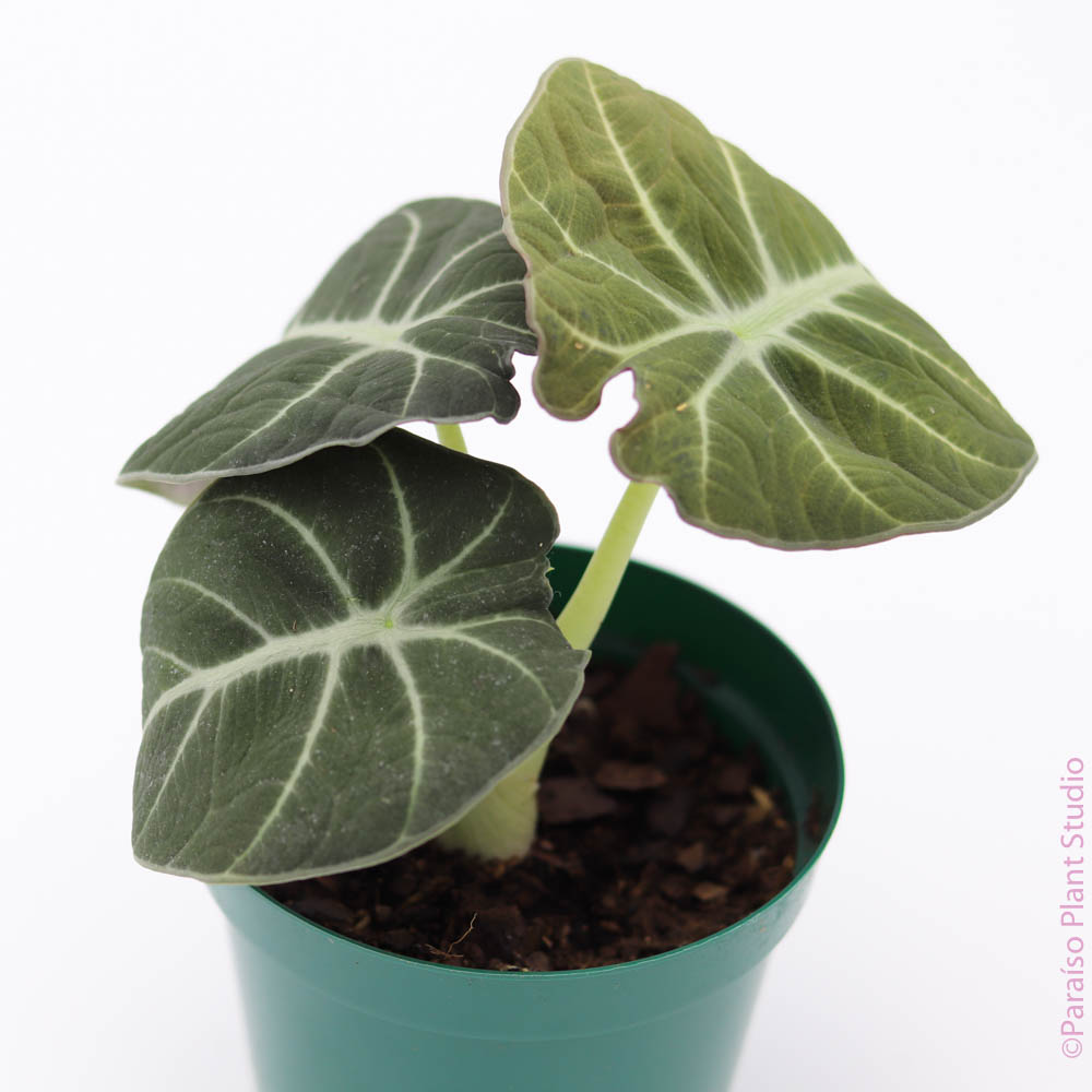 4in Alocasia Black Velvet in front a of a white wall.