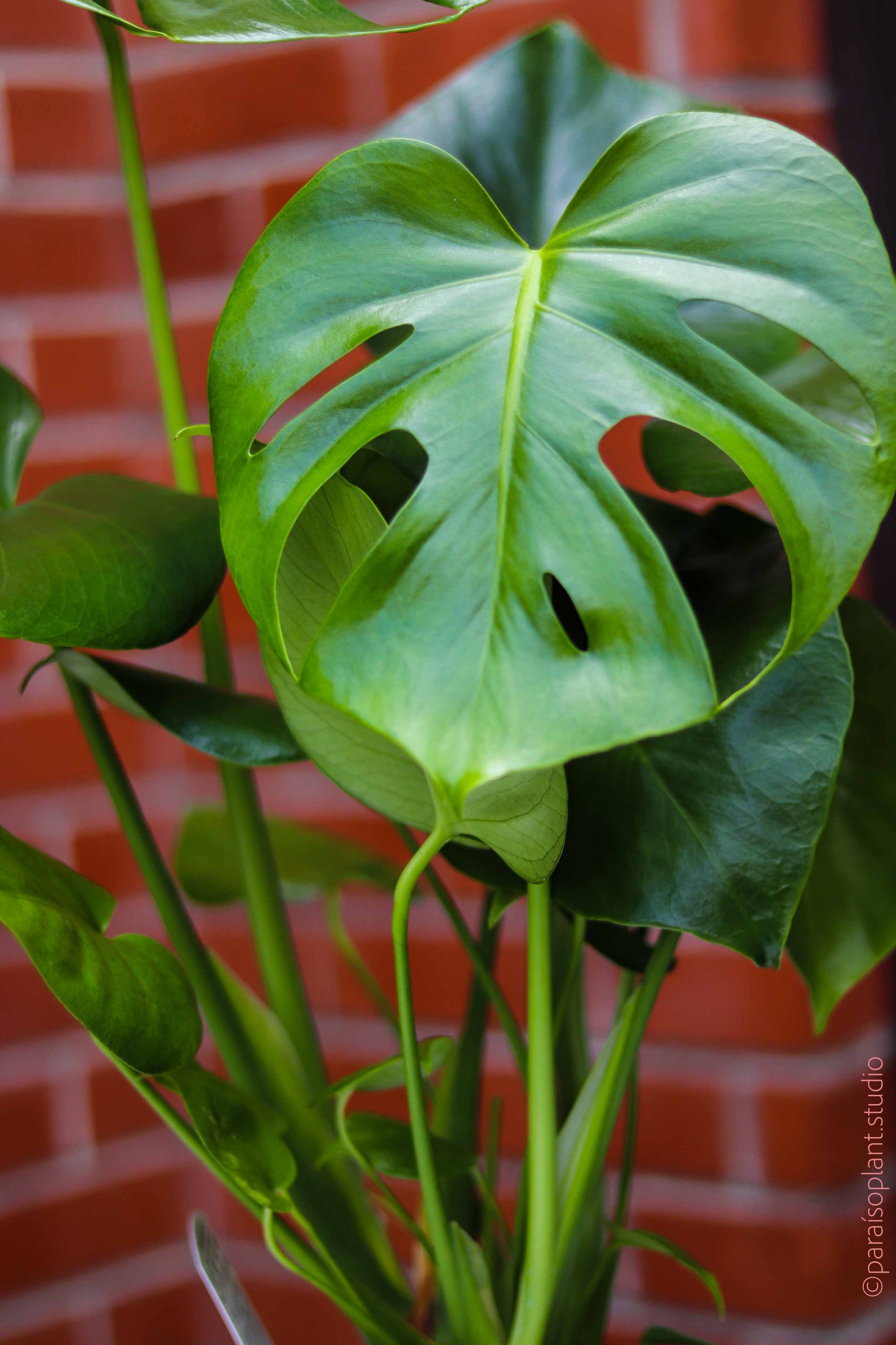 6in Monstera Deliciosa – Paraíso Plant Studio