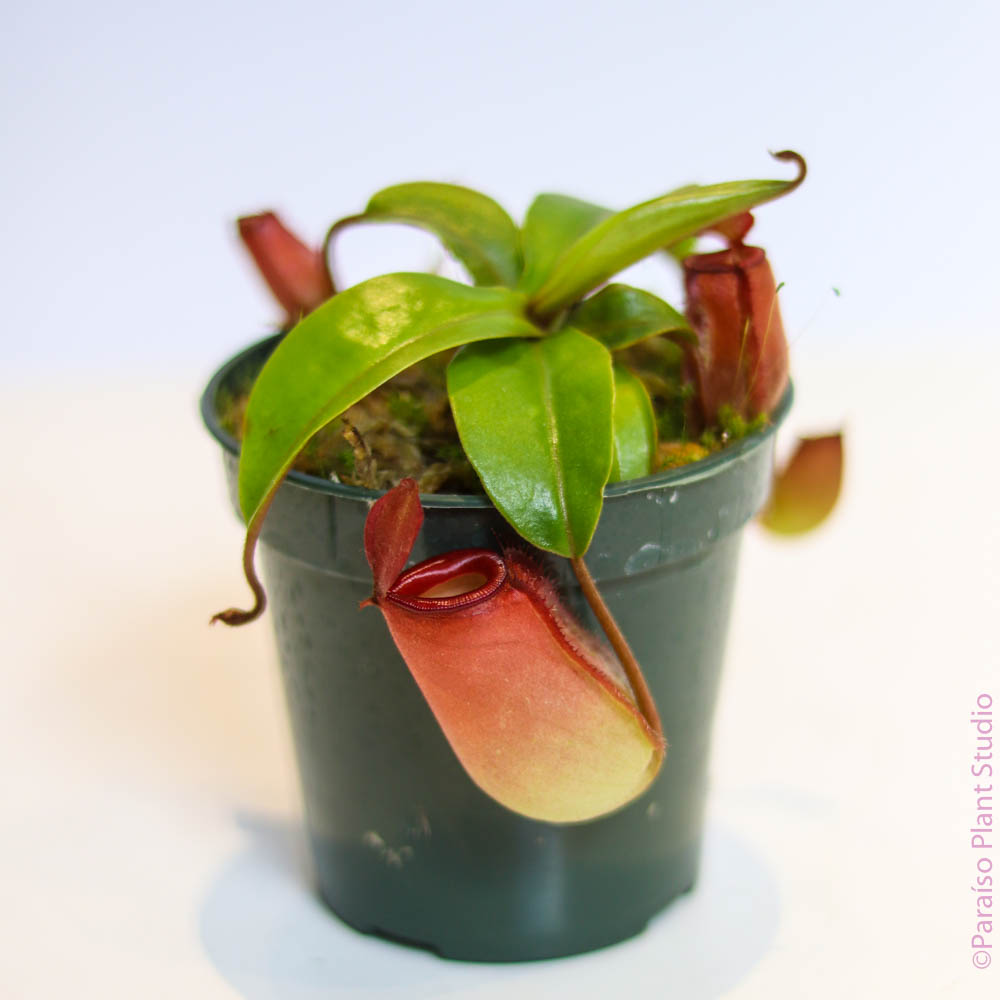 4in Nepenthes