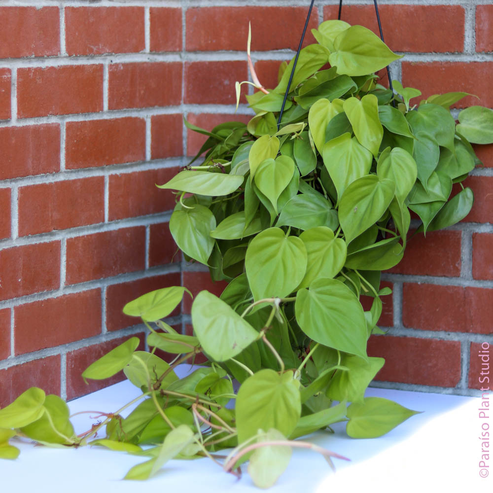 hanging philodendron cordatum neon care 8in Philodendron Cordatum Neon – Paraíso Plant Studio