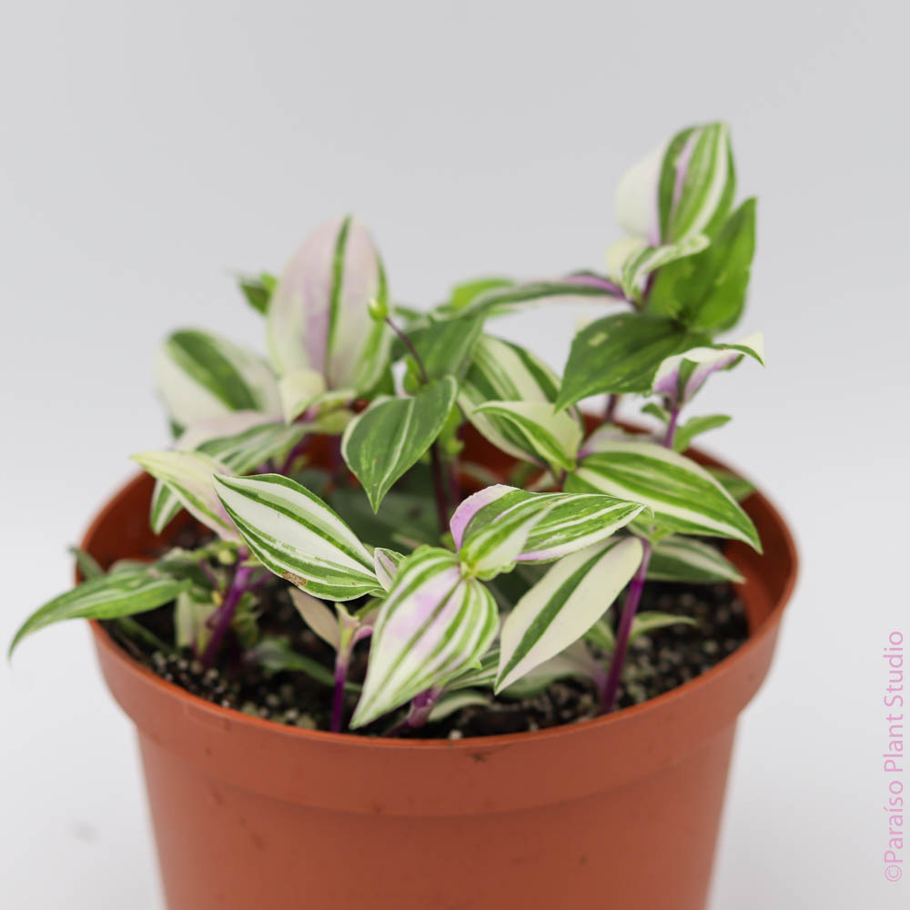 rainbow indoor plant 4in Tradescantia Rainbow – Paraíso Plant Studio