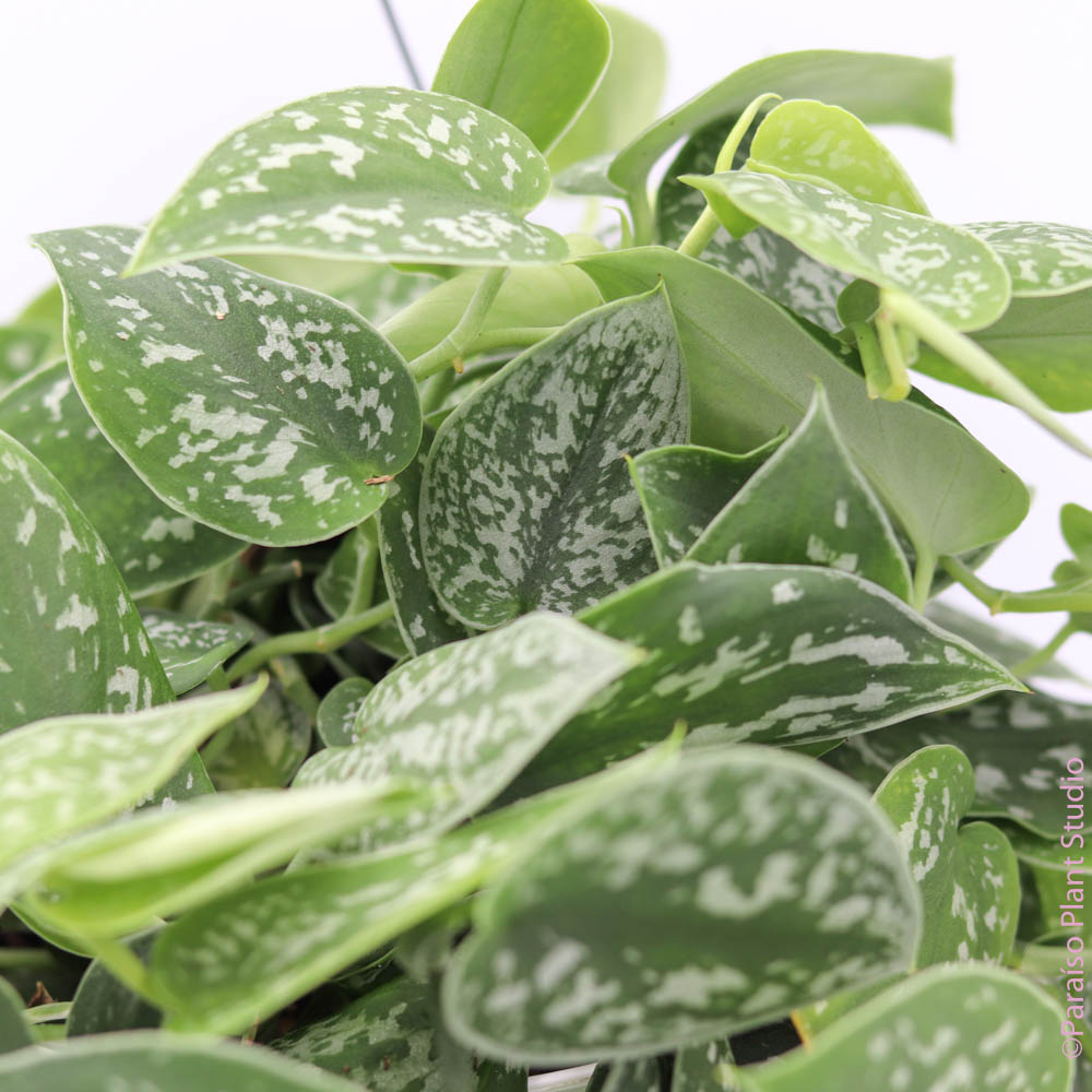 philodendron argyraeus 6in Scindapsus Pictus 'Argyraeus'