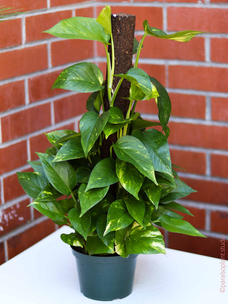8in Golden Pothos on a pole